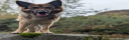German Shepherd dogs for sale: ROCKFORCE LONG HAIRED WORKING LINE GSD  - Advert 5