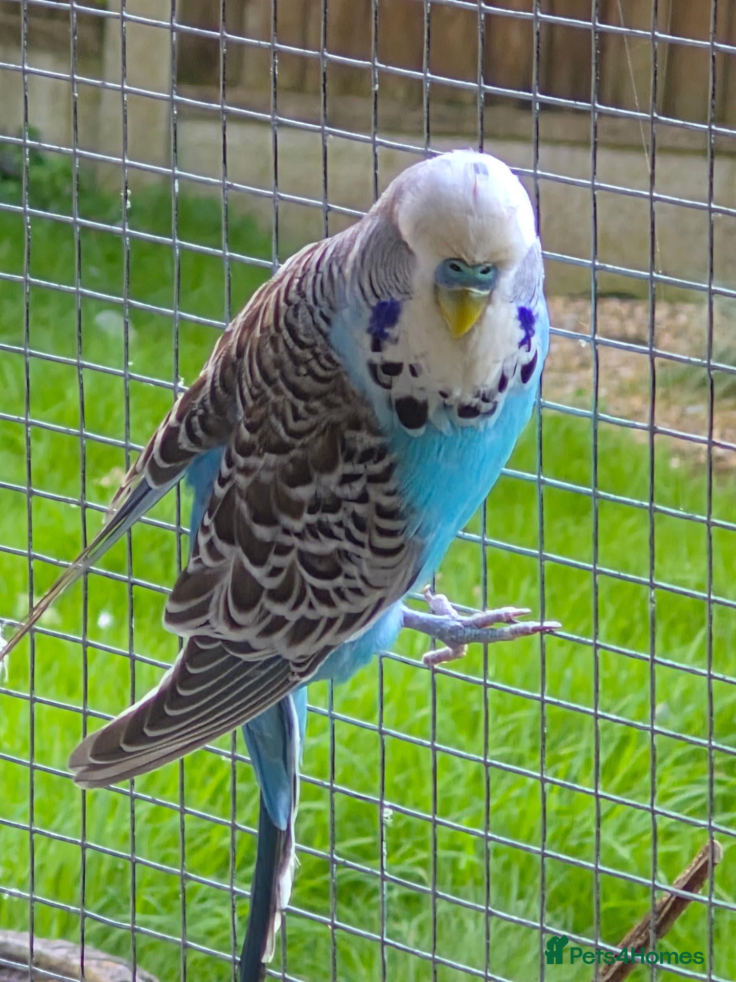 Budgerigars birds Exhibition Budgies - Advert 1