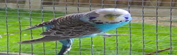 Budgerigars birds for sale: Exhibition Budgies - Advert 1