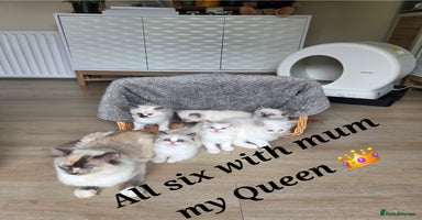 Ragdoll cats - Advert 9