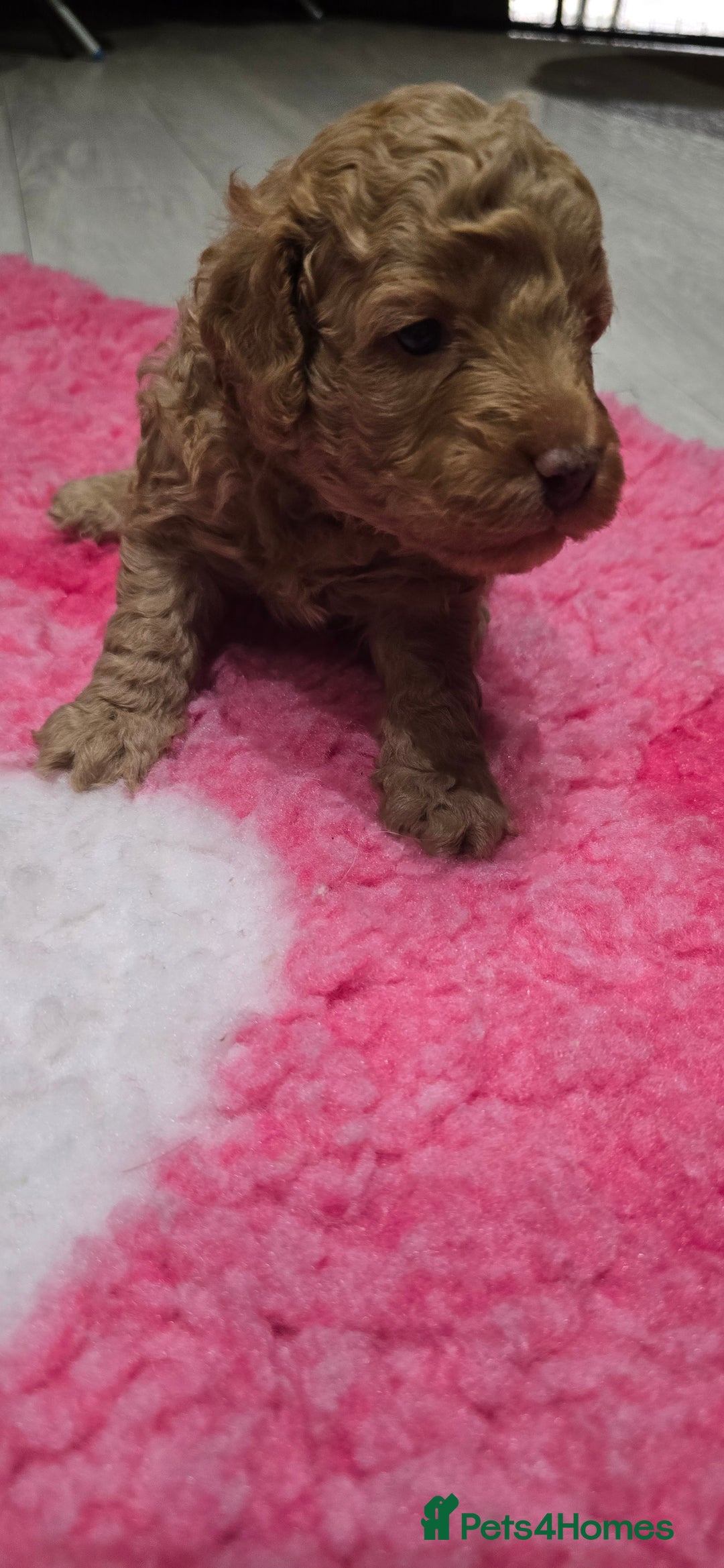Cockapoo dogs for sale: STUNNING LITTER OF COCKAPOO F1B - Advert 7