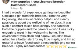 Cockapoo dogs for sale: 4⭐️Licensed Breeder Cockapoo Puppies - Image 35