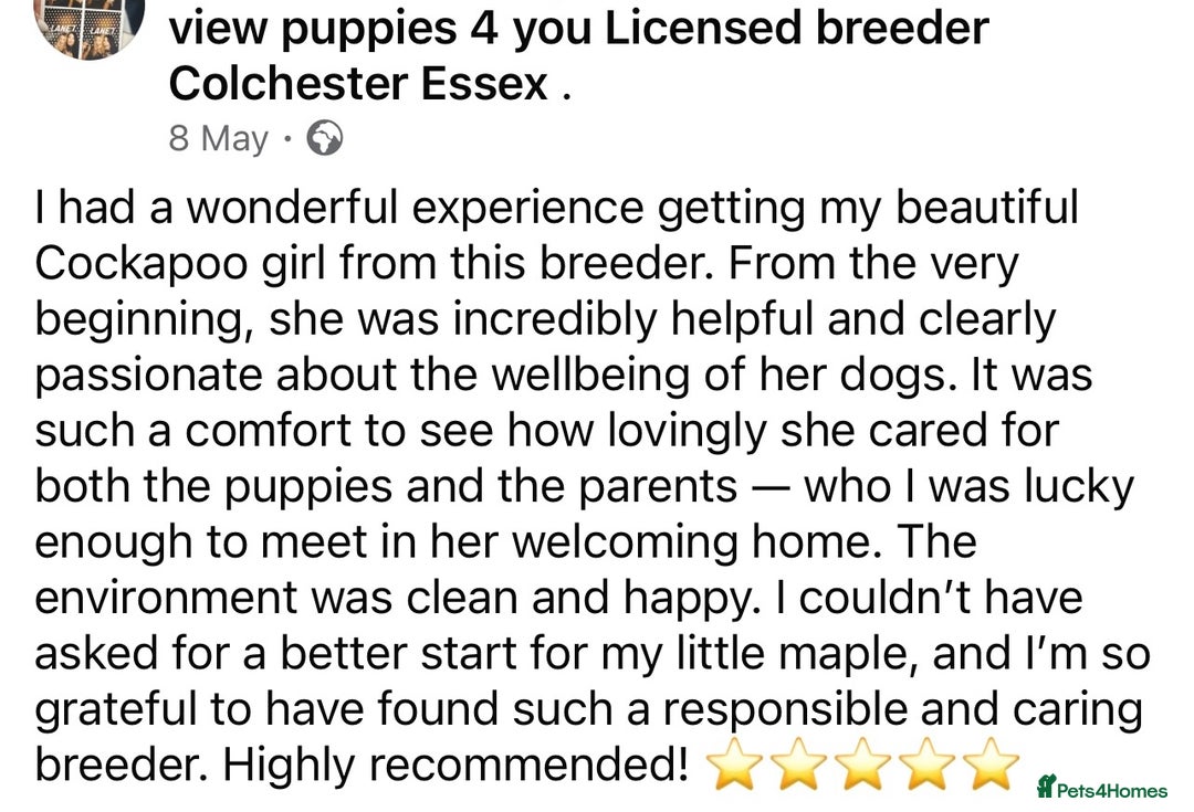 Cockapoo dogs for sale: 4⭐️Licensed Breeder Cockapoo Puppies - Image 35