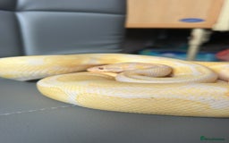Python Snake reptiles for sale: Lavender Ball python - Image 2