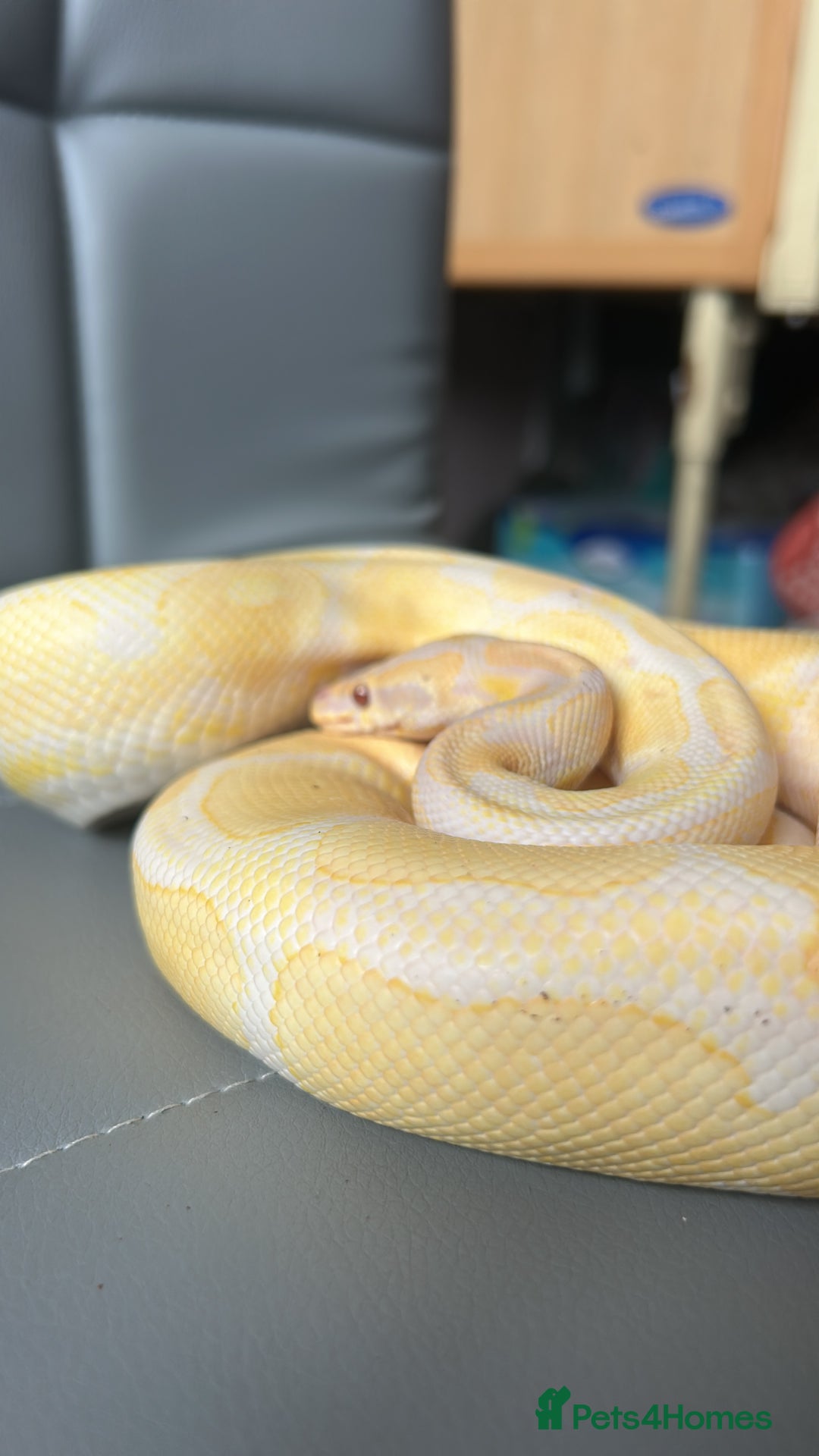 Python Snake reptiles for sale: Lavender Ball python - Image 2