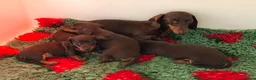 Miniature Dachshund dogs for sale: Kc Registered, PRA Clear, Chocolate & tan girls - Advert 3