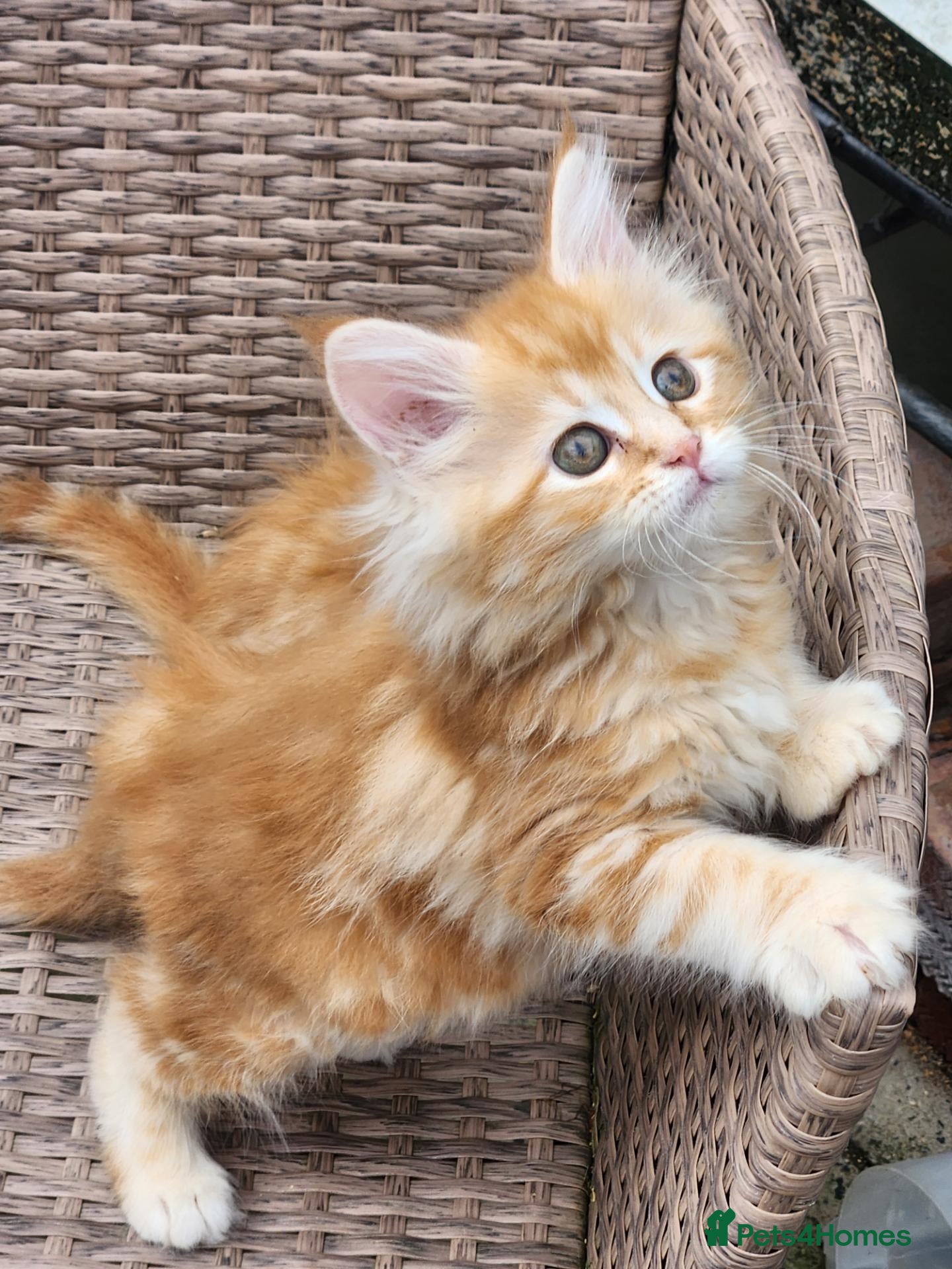 Maine Coon cats Maine Coon ginger Ready Now!! Absolutely gorgeous! - Advert 9