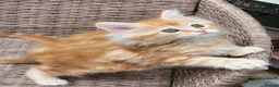 Maine Coon cats for sale: Maine Coon ginger Ready Now!! Absolutely gorgeous! - Advert 4
