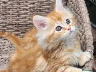Maine Coon cats Maine Coon ginger Ready Now!! Absolutely gorgeous! - Advert 9