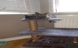 Russian Blue cats for sale: Russian blue - Image 4