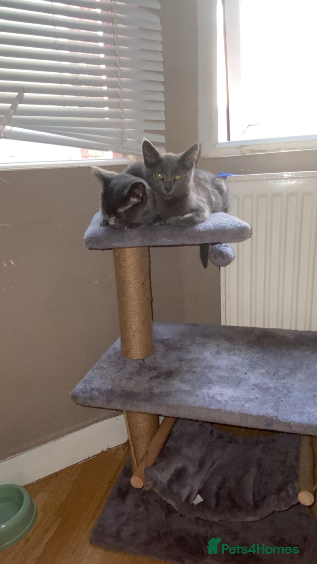Russian Blue cats for sale: Russian blue - Image 4