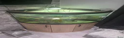 Turtle reptiles for sale: Mississipi Map Turtle - Advert 2