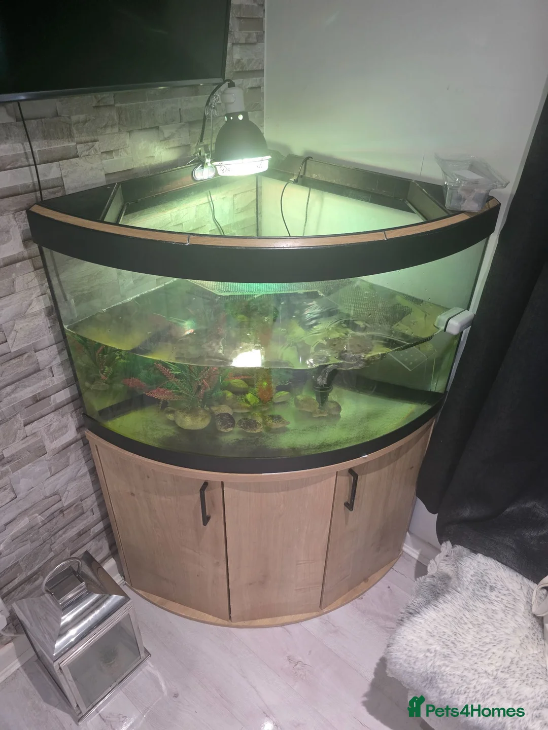 Turtle reptiles for sale: Mississipi Map Turtle - Advert 2