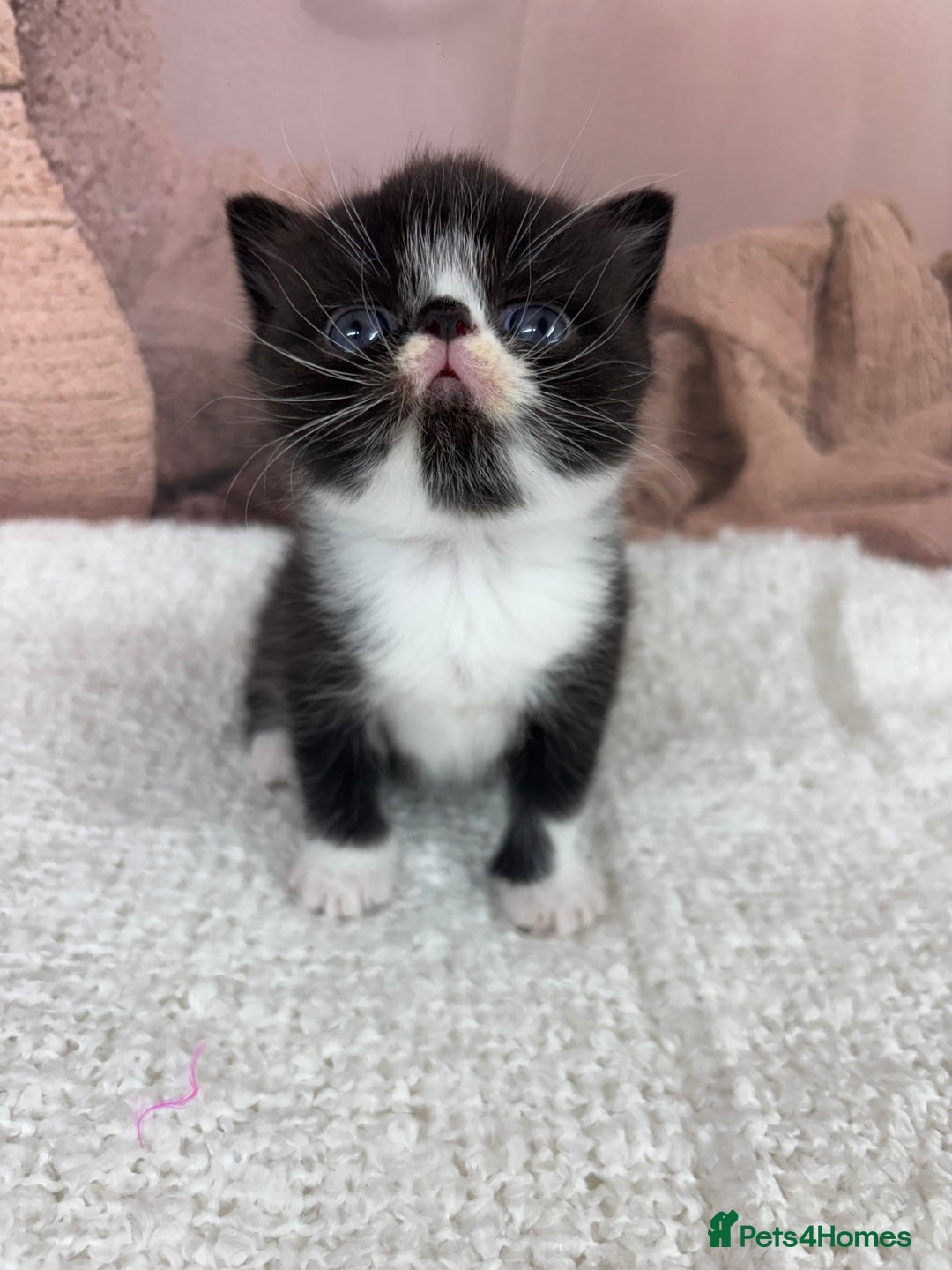 Exotic cats for sale: ⭐️ Exotic kittens 1 male 2 female ⭐️ - Image 7