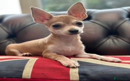 Chihuahua dogs for sale:  2 Gorgeous Girls- Ready to go!  - Image 2