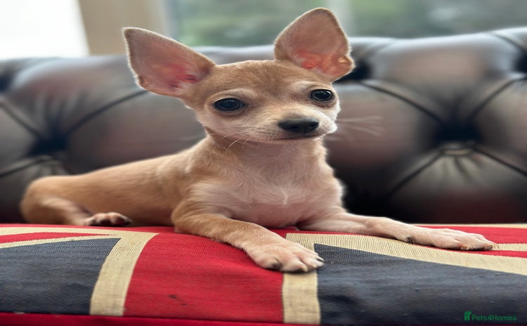 Chihuahua dogs - Advert 12