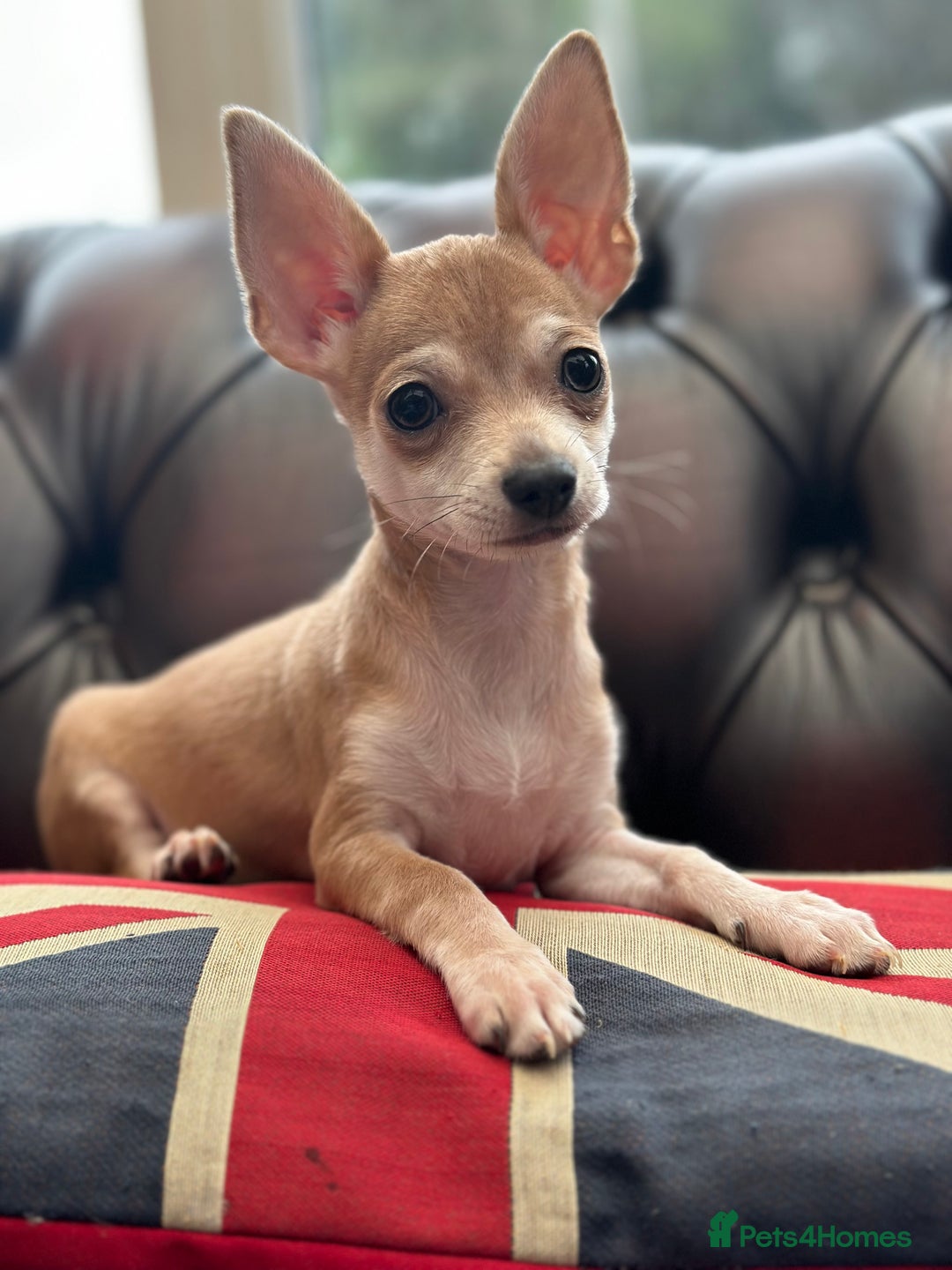 Chihuahua dogs for sale:  2 Gorgeous Girls- Ready to go!  - Image 2