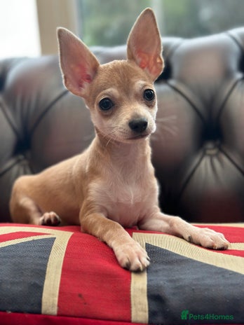 Chihuahua dogs - Advert 3