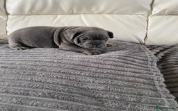 Mixed Breed dogs for sale: Mixed breed French and English bulldog - Image 5