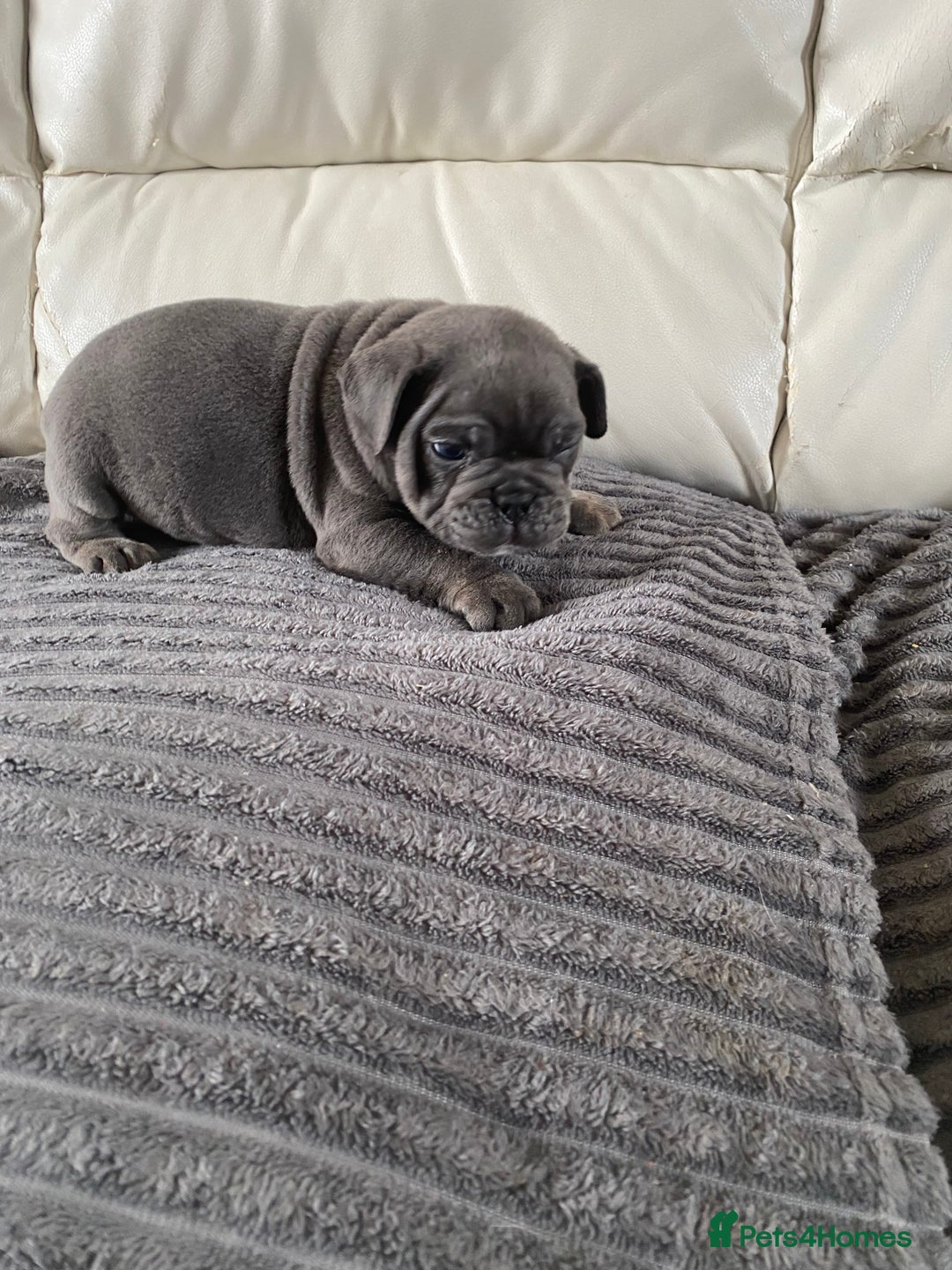 Mixed Breed dogs for sale: Mixed breed French and English bulldog - Image 5