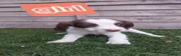 English Springer Spaniel dogs for sale: English springer spaniels in Bargoed - Advert 10