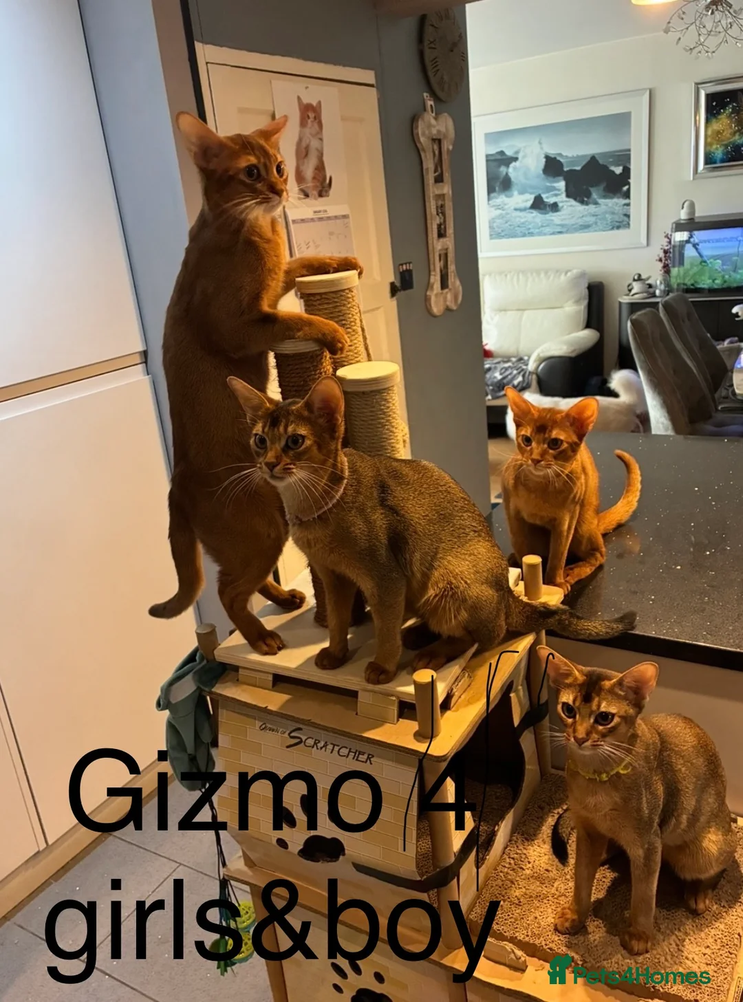 Abyssinian cats for stud: Champion Abyssinian. Tica registered for Stud - Advert 2