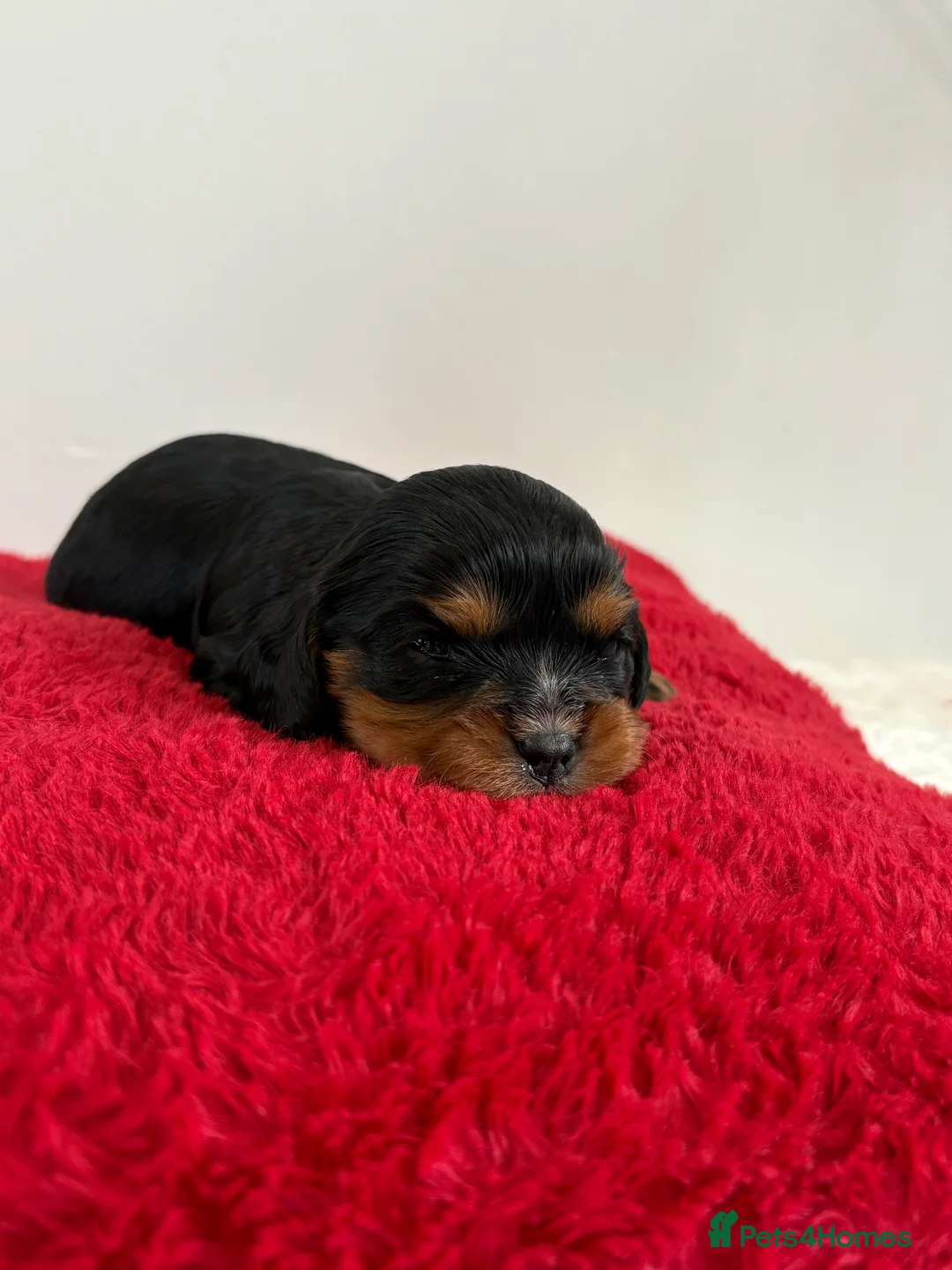 Cavalier King Charles Spaniel dogs for sale: 1 tri girl left - kc & health tested parents ❤️ - Advert 18
