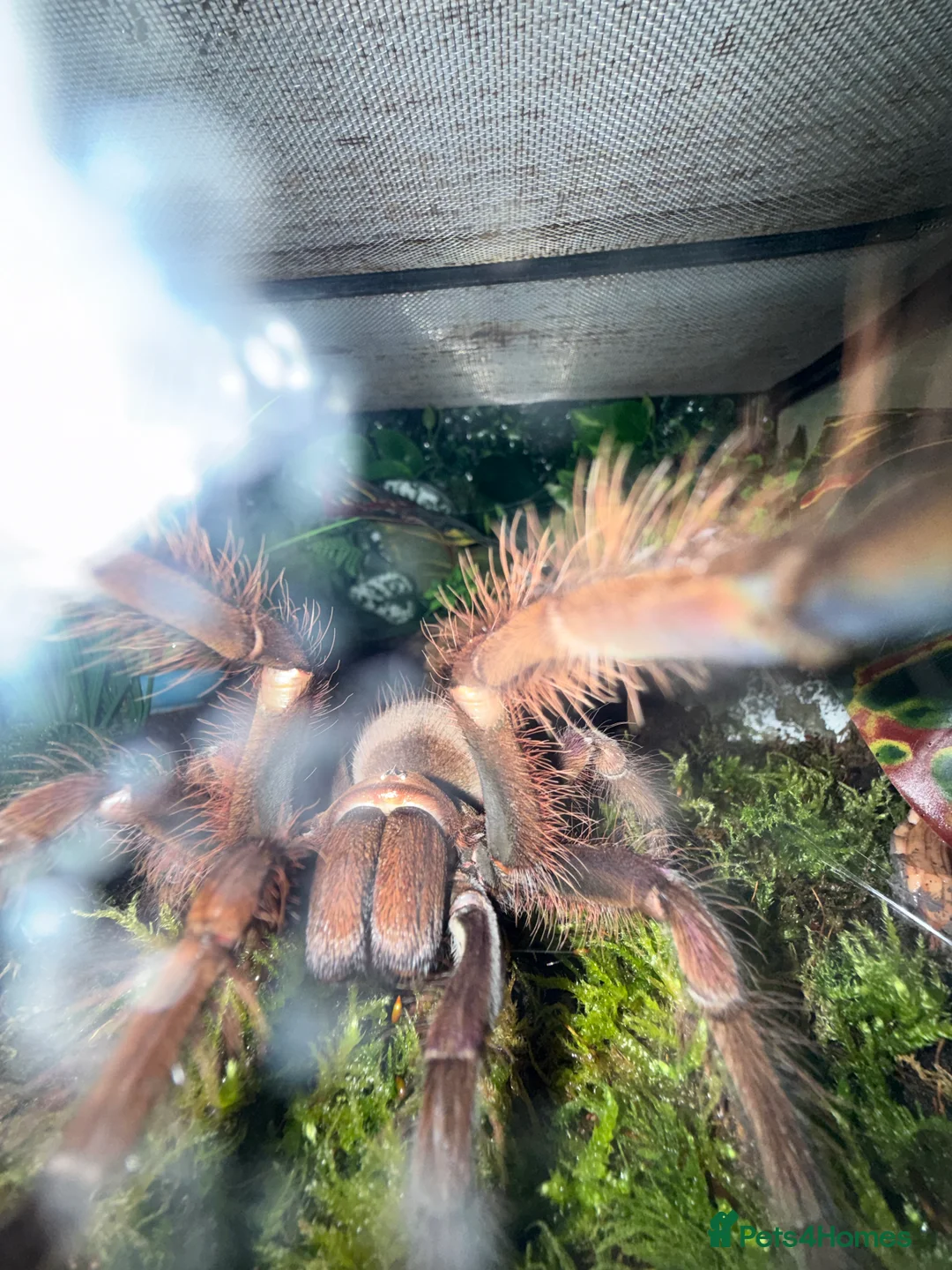 Tarantulas invertebrates for sale: Tarantulas wanted - Advert 13