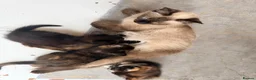 Mixed Breed cats for sale: Two Gorgeous Tortoiseshell girl kittens - Advert 16