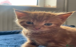 British Shorthair cats for sale: Lovely kittens soon ready for their forever home - Image 8