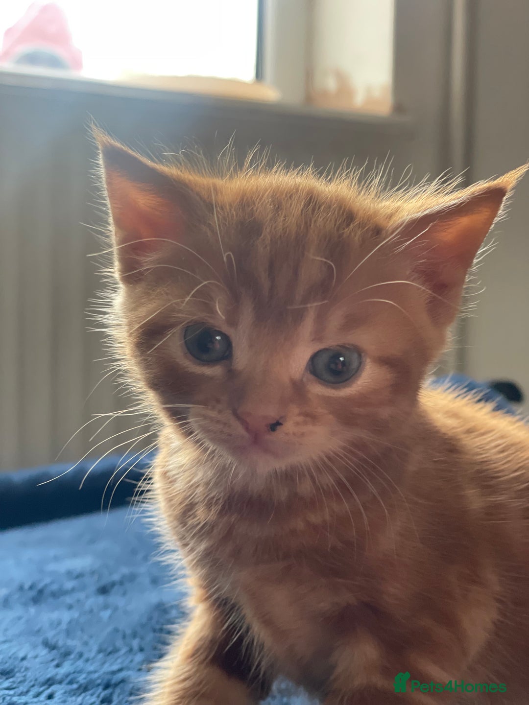 British Shorthair cats for sale: Lovely kittens soon ready for their forever home - Image 8