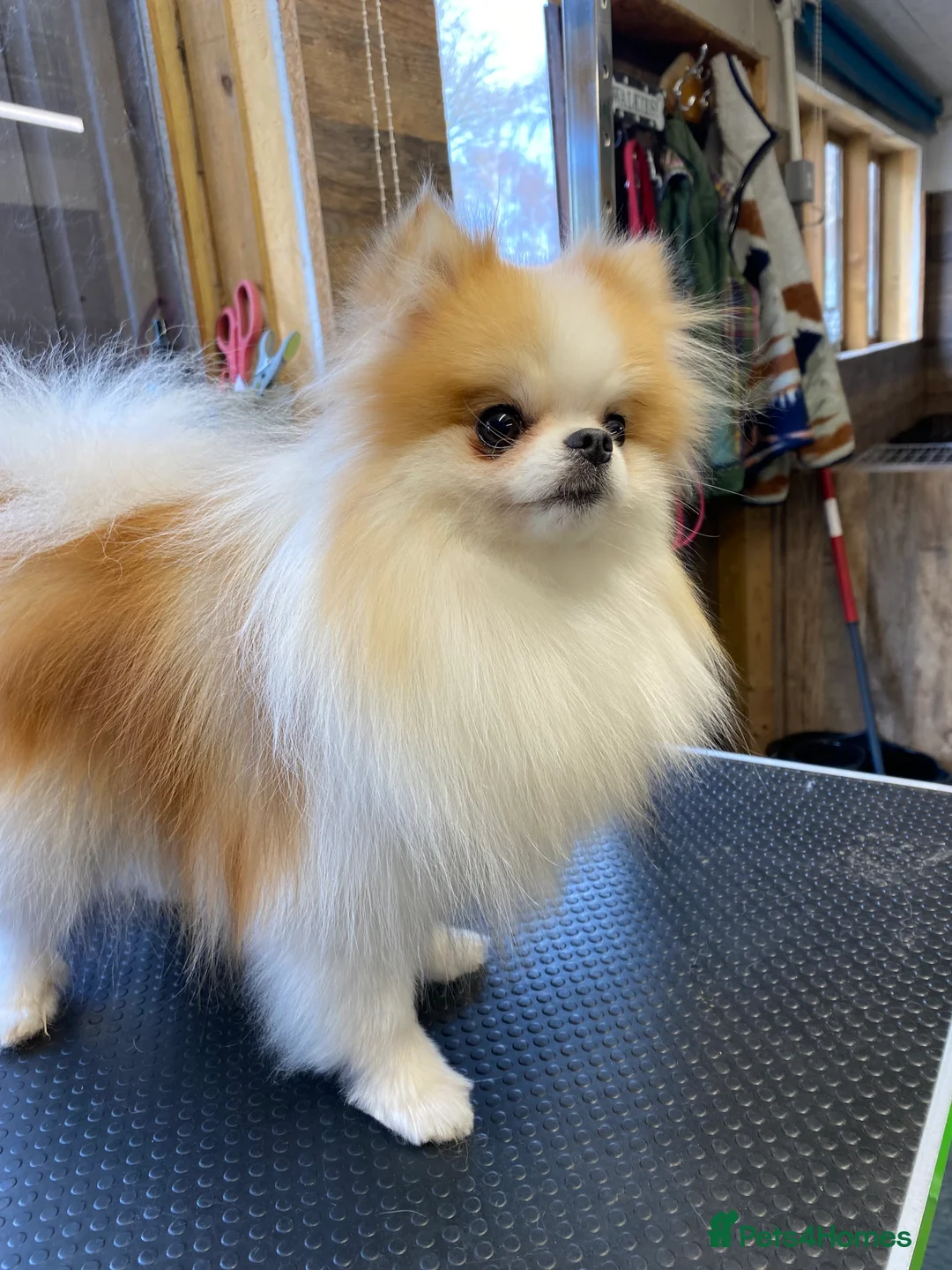 Pomeranian dogs for sale: KC Registered Female Pomeranian  - Advert 1