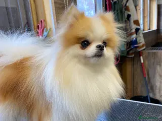 Pomeranian dogs KC Registered Female Pomeranian - Advert 2