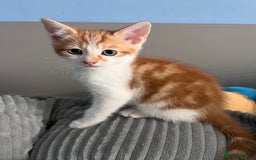 Mixed Breed cats for sale: Kittens Re Homed  - Image 7