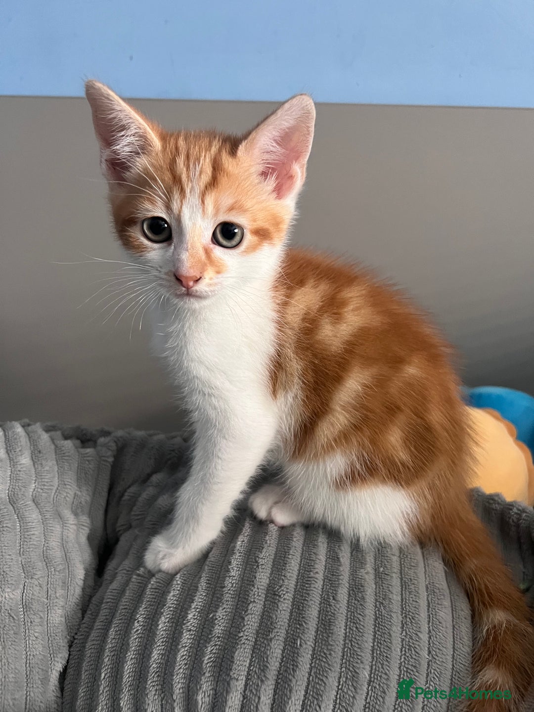 Mixed Breed cats for sale: Kittens Re Homed  - Image 7