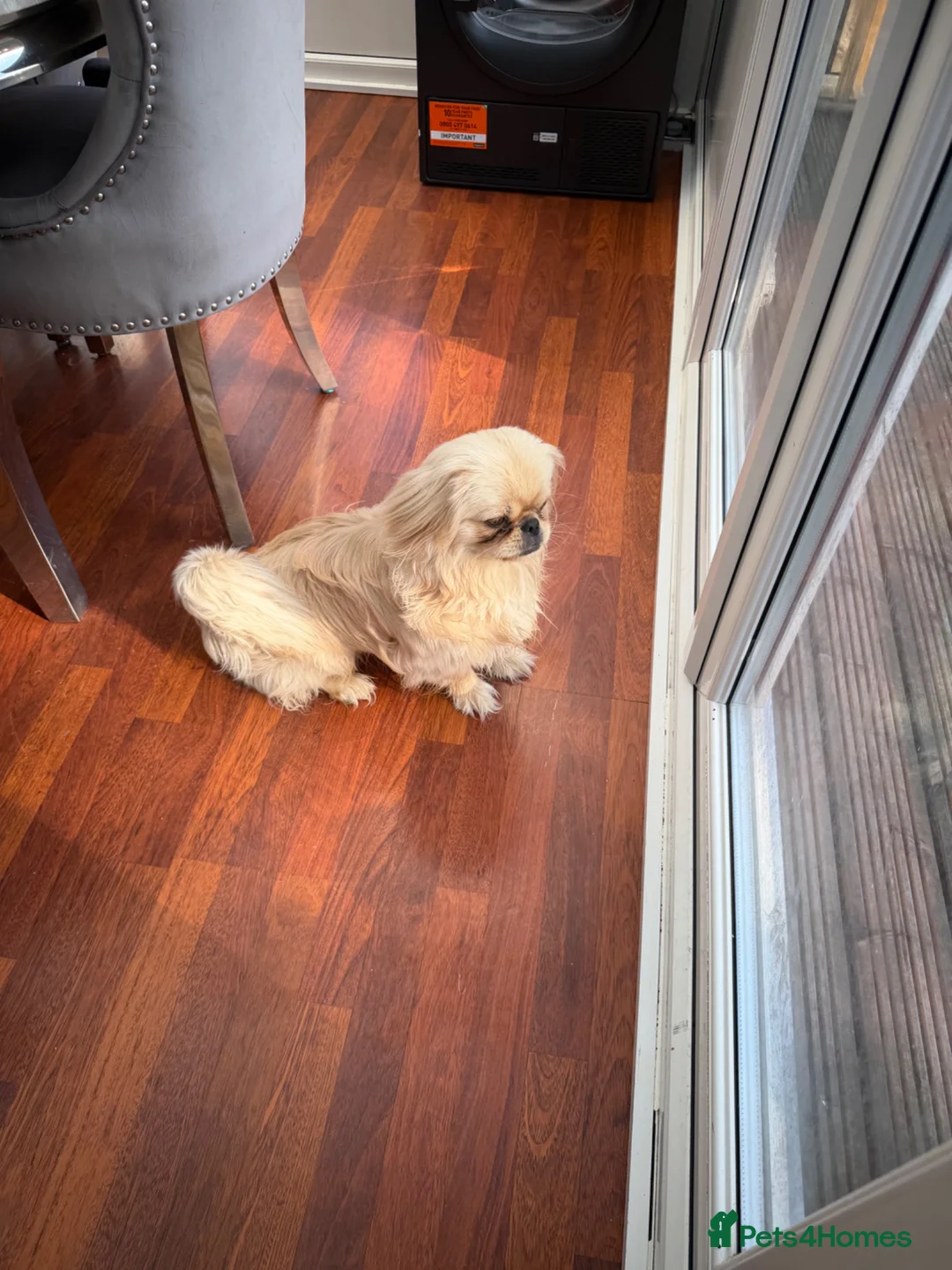 Pekingese dogs for sale: Male  in Bradford - Advert 2