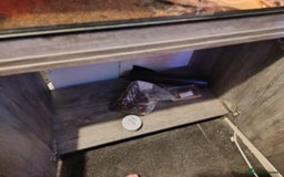 Leopard Gecko reptiles for sale: Leopard gecko  - Image 4