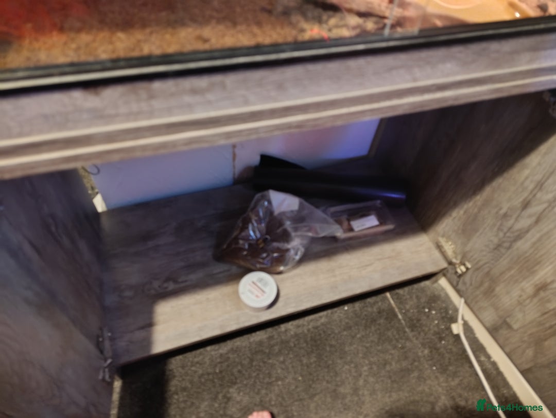 Leopard Gecko reptiles for sale: Leopard gecko  - Image 4