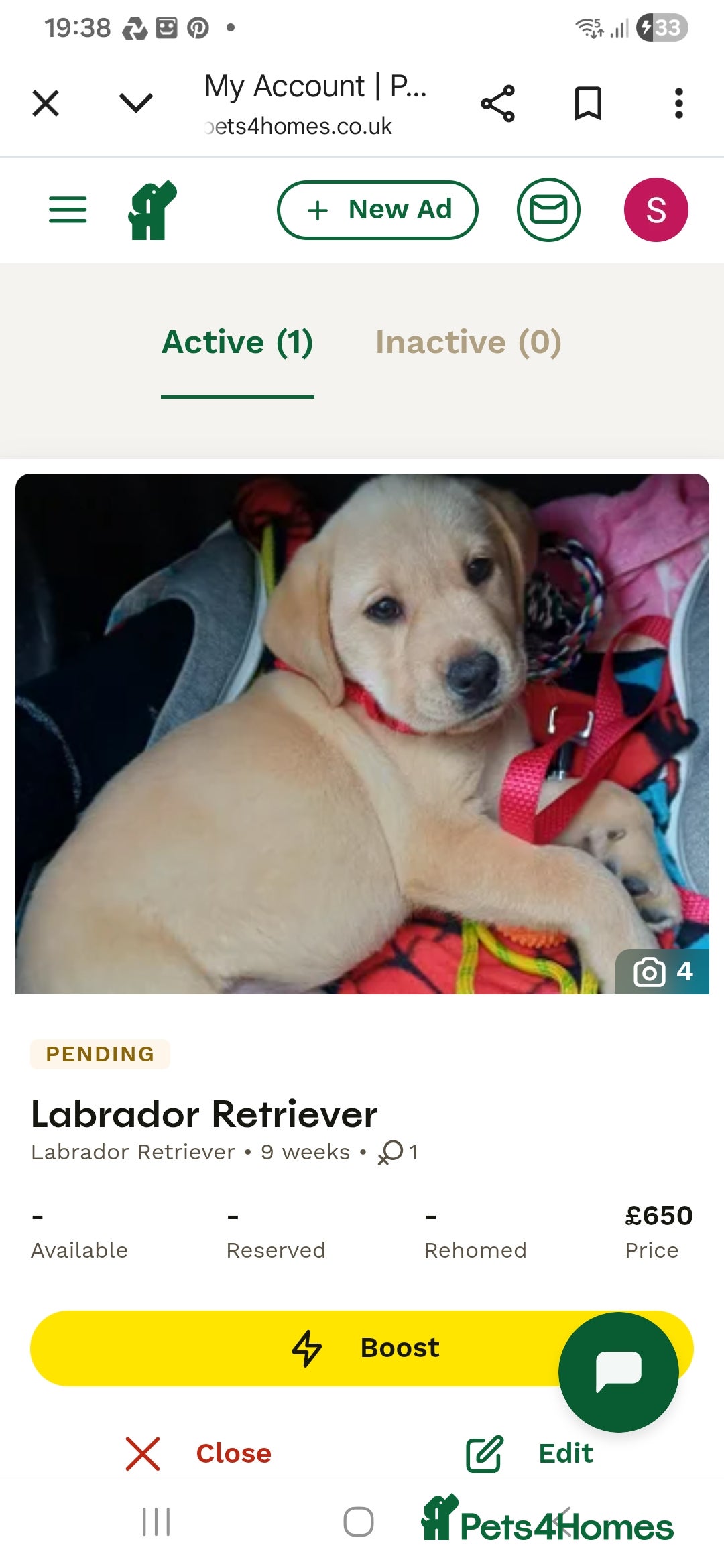 Labrador Retriever dogs Golden labrador Retriever  - Advert 3