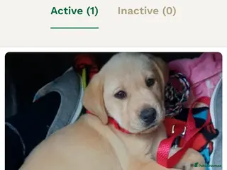 Labrador Retriever dogs Golden labrador Retriever - Advert 3