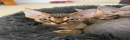 Devon Rex cats for sale: Two Devon Rex boys - Advert 14
