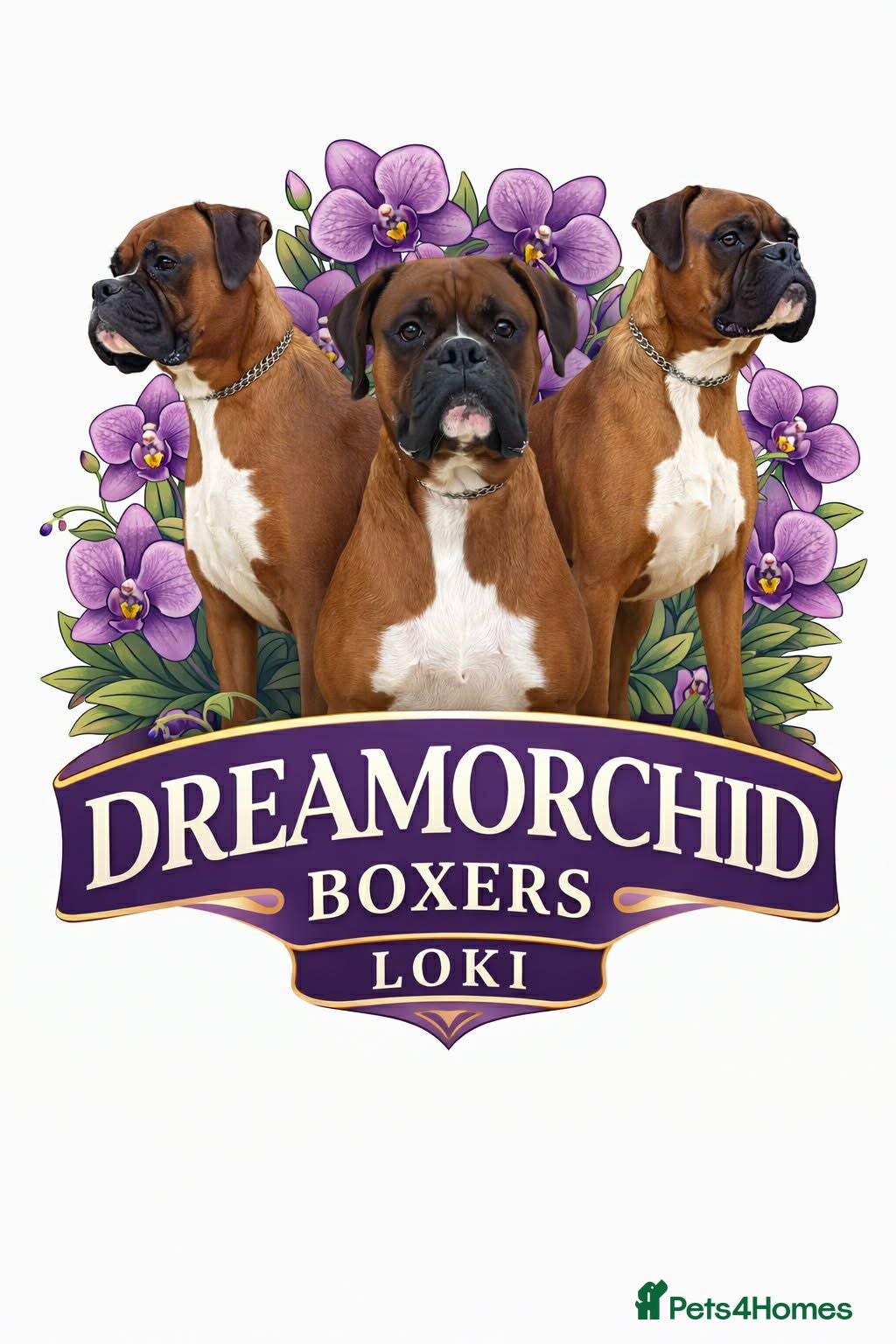 Boxer dogs KC registered Boxer (for stud only) - Advert 3