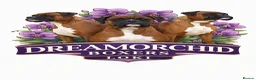 Boxer dogs for stud: KC registered Boxer (for stud only) - Advert 1