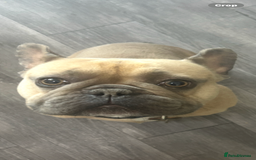 French Bulldog dogs for sale: French Bulldog Blue Fawn , Nico - Image 3