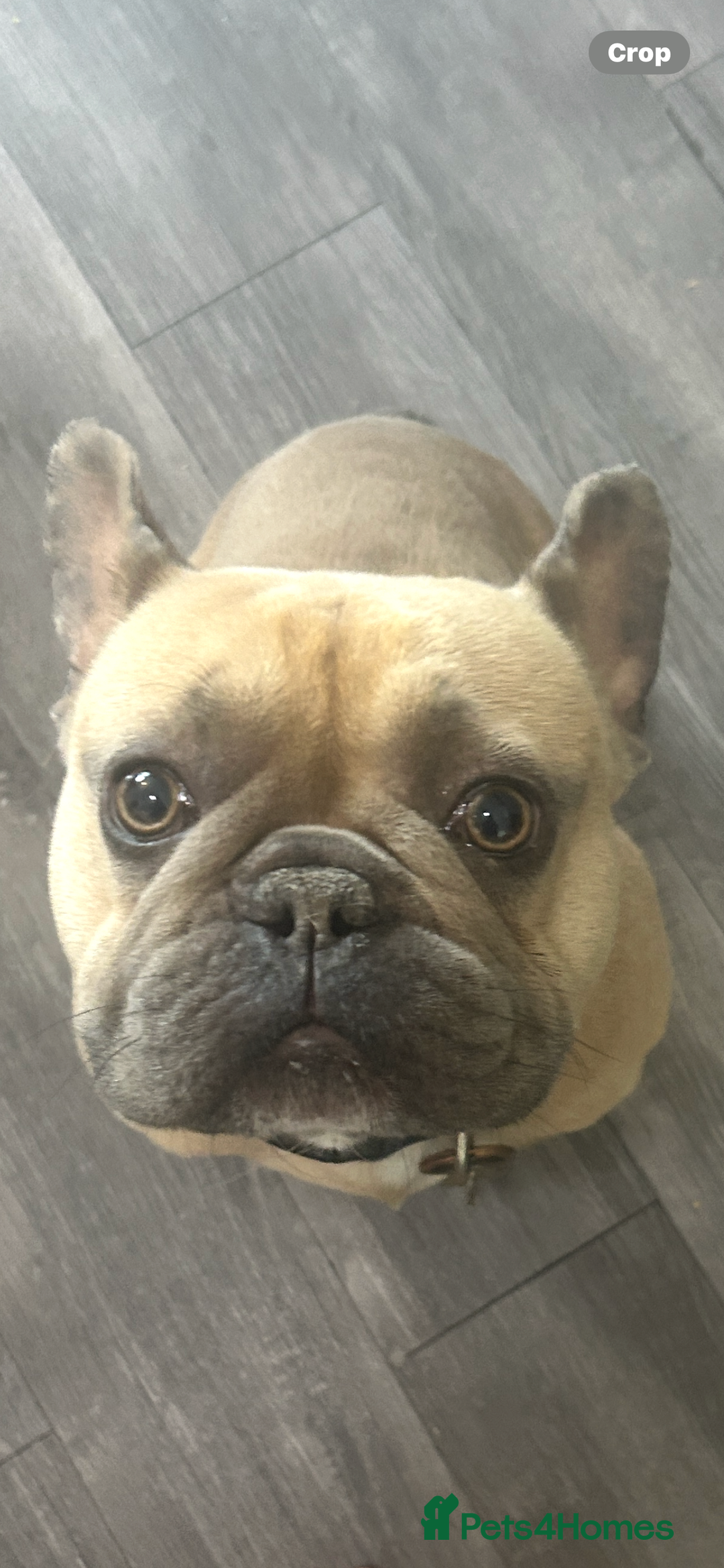 French Bulldog dogs for sale: French Bulldog Blue Fawn , Nico - Image 3
