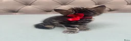 Scottish Fold cats for sale: Scottish Fold x American Wirehair Kittens - Advert 11