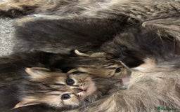 Persian cats for sale: 3 persian chinchillas 1 male 2 females - Image 13