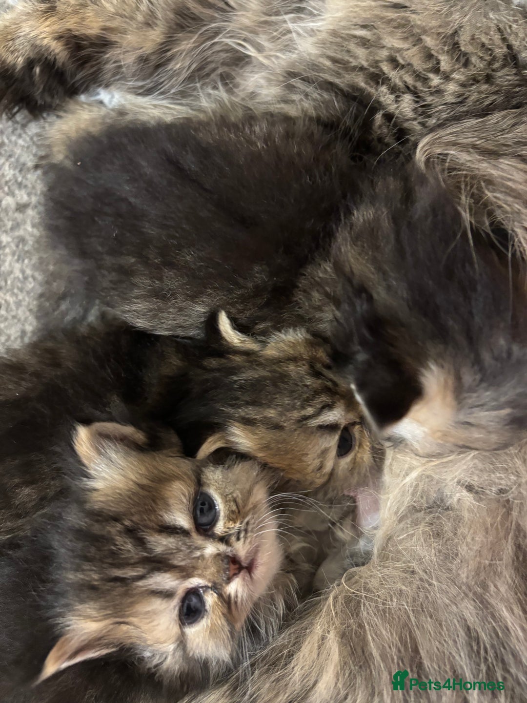 Persian cats for sale: 3 persian chinchillas 1 male 2 females - Image 13