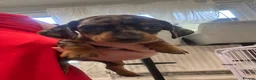 Dachshund dogs for sale: 4 beautiful boys  - Advert 23