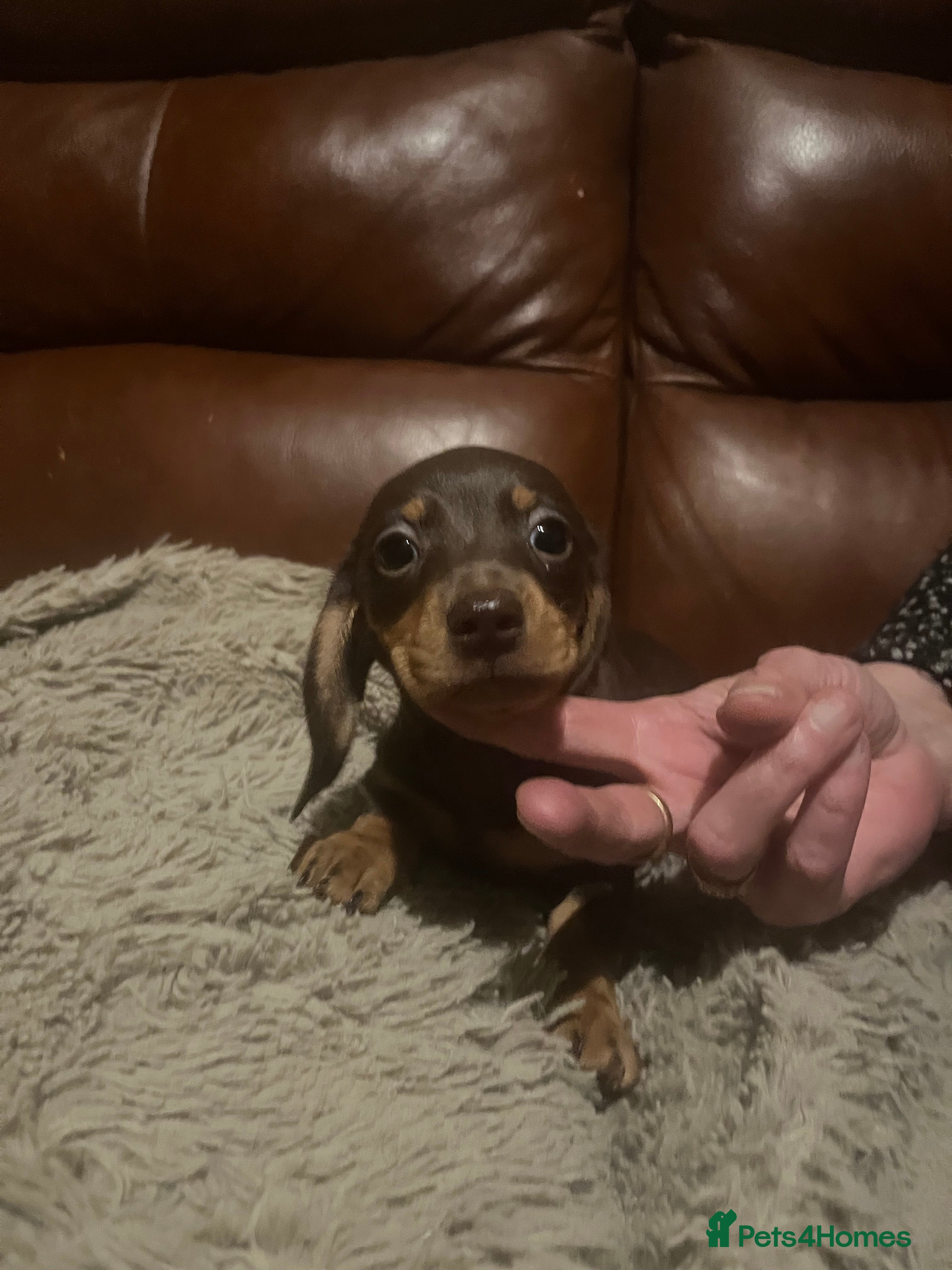 Miniature Dachshund dogs miniature dachshunds - Advert 1